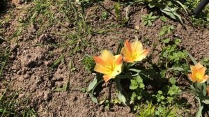 Batalinii Bright Gem Tulip