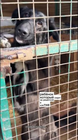 Прекрасная Лилу в добрые руки