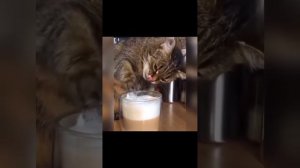 подборка смешных котиков