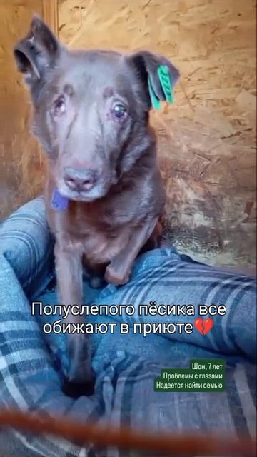 Полуслепого пёсика обижают в приюте 💔