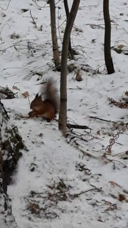 20241108_155755.mp4