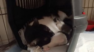 Кошечка с новорожденными котятами, найденная Натальей с Азовстальской в заброшенном гараже.