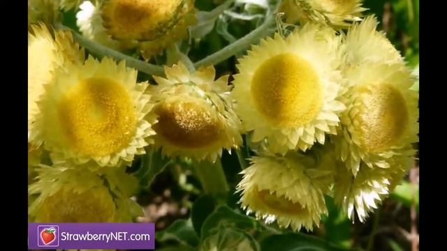 L'OCCITANE Immortelle Дивовижний Крем