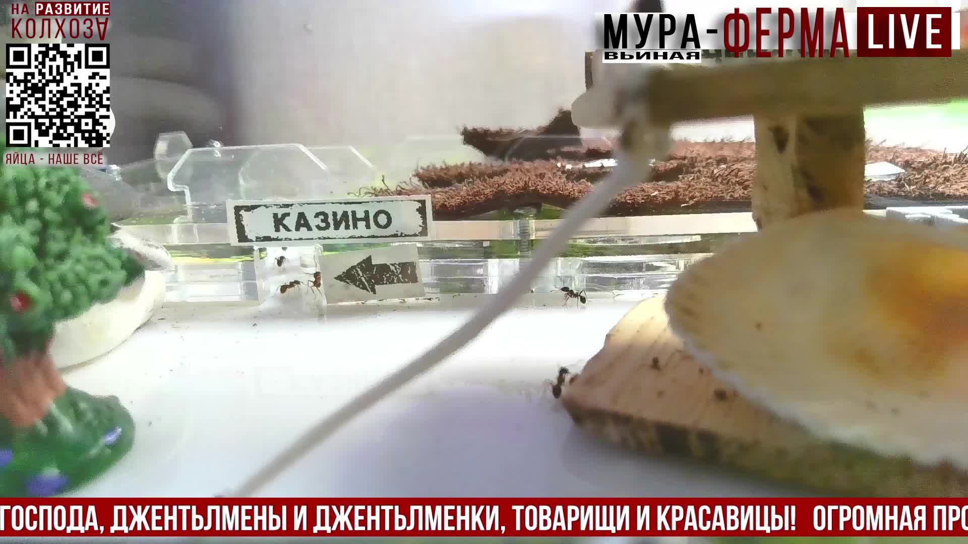 МУРА-ферма LIVE.Бункер 29.Муравьиная ферма!Муравьи Жнецы.+радио "Мураши LIVE".