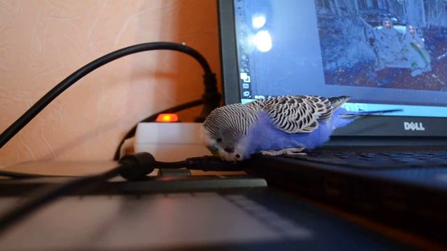 Говорящий попугай Сёмка болтает :) смотреть онлайн