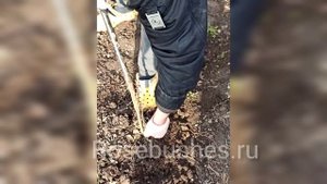 КАК ПОСАДИТЬ РОЗУ! rosebushes.ru