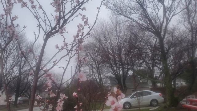 Миндальное дерево Северные сады USA, Erie