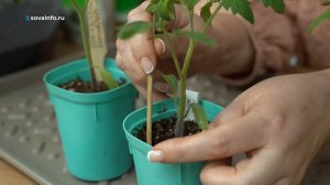 Весенние работы. Дачные сезоны