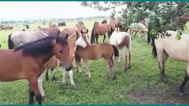 Лошади в диком табуне: жизнь продолжается!