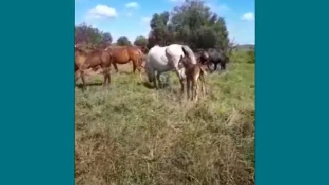Большой табун: подкрался незаметно!