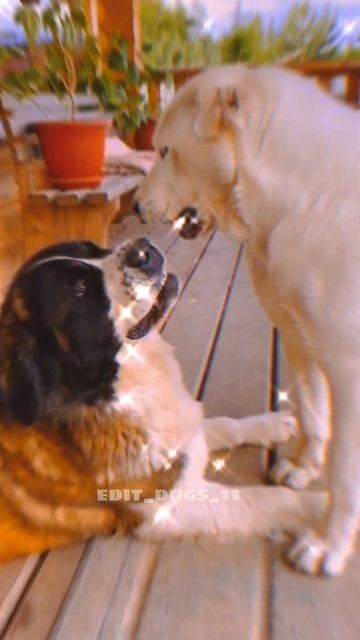 Заказ Эдит Московская сторожевая