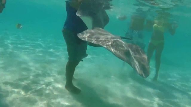 Tahiti Scuba Diving Vacation HD4 GoPro Sharks Scuba Diving Jetski