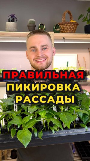 Правильная пикировка рассады и последующий уход