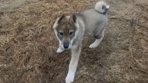 Щенок Дар на прогулке