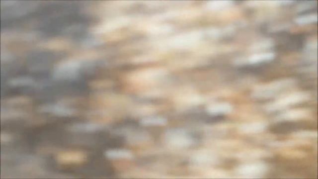 P rufipes cocons et larves смотреть онлайн