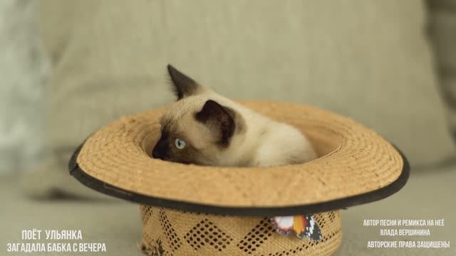 ЗАГАДАЛА БАБКА С ВЕЧЕРА 🔥😂 смотреть онлайн