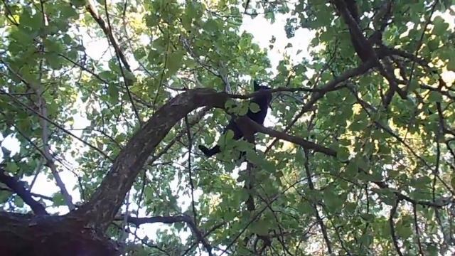 кот-акробат смотреть онлайн