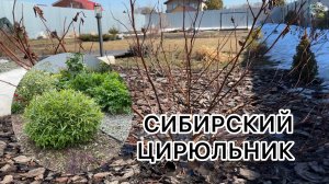 Весенняя стрижка декоративных кустарников!