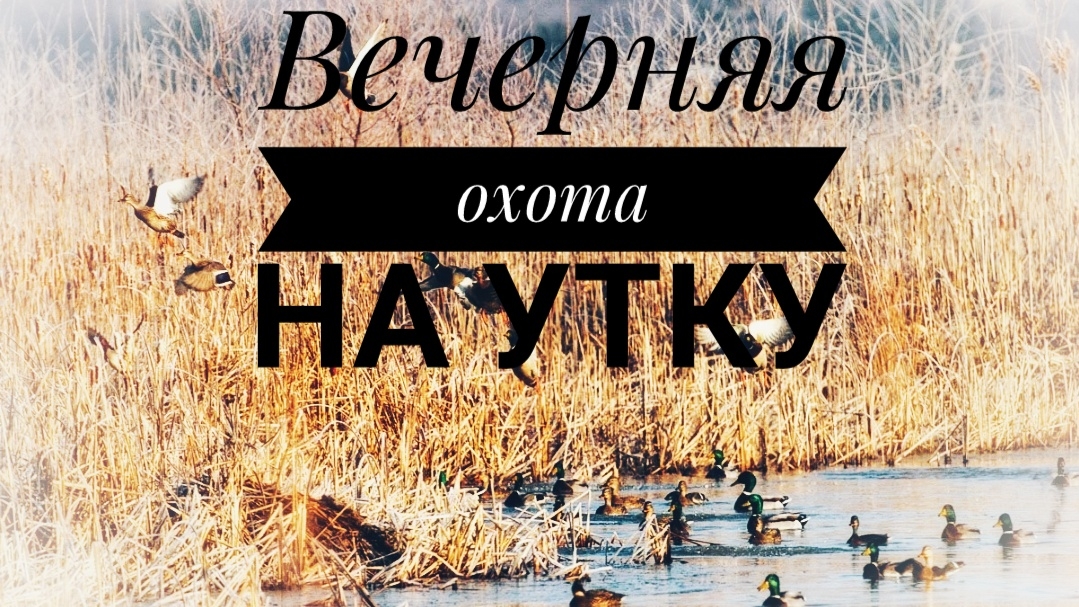 Вечерняя охота на утку смотреть онлайн