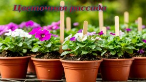 Рассада цветов.