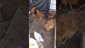 Гибрид кучинской с австролорпом часть 5