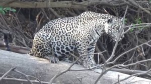 Смелая выдра против двух ягуаров