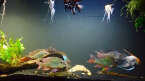 Geophagus Altifrons / Satanoperca Jurupari / Angelfish