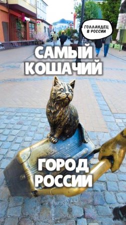 Самый кошачий город России, где коты правят улицами