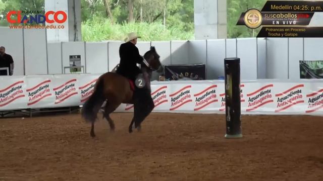 Potrancas en Proceso de la Trocha Y Galope VII Copa Antioquia Grado A Asocaba