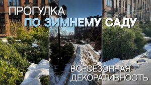 ПРОГУЛКА ПО ЗИМНЕМУ САДУ | ВСЕСЕЗОННАЯ ДЕКОРАТИВНОСТЬ