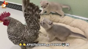 Утята и Цыплята - Кошки и котята (305) Хвостики да Усики ❣️🤗😂