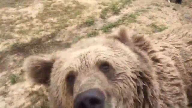 medved v bassejne смотреть онлайн