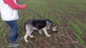 Фиелисс Явенга. тренировка след.