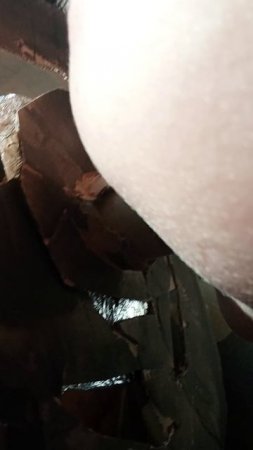 сигнал авто моего