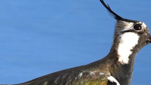 27-03-2025кекее