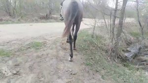 Молодая лошадь:первая прогулка