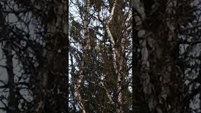 РЯБЧИКИ. ПЕНИЕ РЯБЧИКА. НАСТУПАЕТ ВЕСНА В НАШИХ КРАЯХ. ПРОСЫПАЕТСЯ ПРИРОДА. ПЕНИЕ ПТИЦ ЛАСКАЕТ СЛУХ.