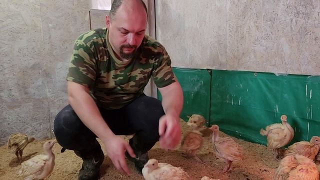 Переселяем индюшат Хайбрид Конвертер на опилки в 3 недели.