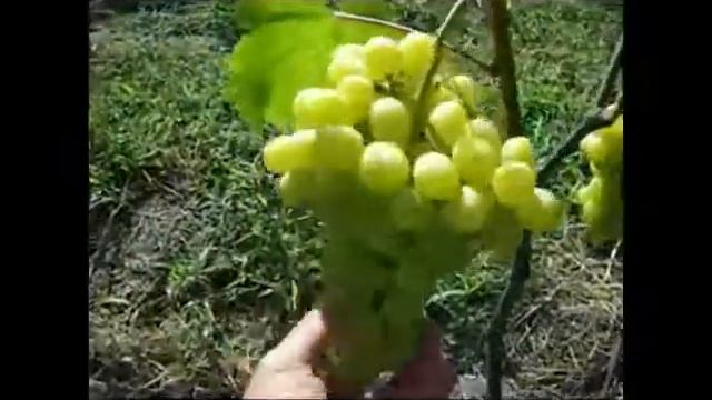 Мій виноградник 29.07.2019. смотреть онлайн