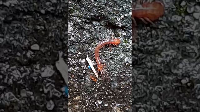 Ants vs Centipede смотреть онлайн