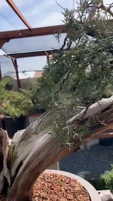 Yamadori California Juniper #bonsai #shorts #garden #yamadori #plants #hobby #tree #fyp