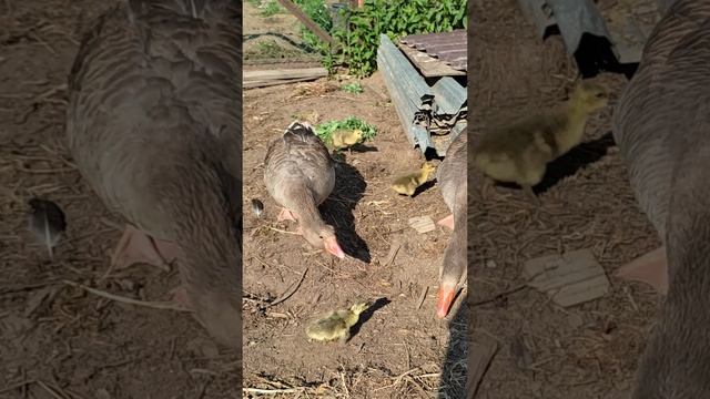 Инкубация гусиных яиц, докладывания яйца.