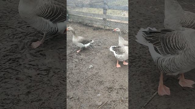 Кошечка Лапа, курочки🐔 петухи 🐓 гуси🪿