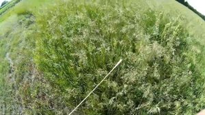 Аммиачная селитра 130 кг/га на сенокос. Как подействовала, что выросло? Удобрения для травы