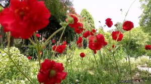 Geum 'Blazing Sunset'