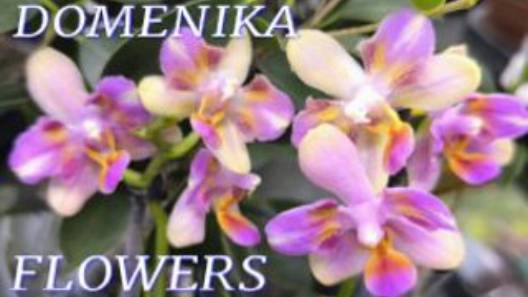 №1053/ ОРХИДЕИ мутанты по АКИИ в с/ц DOMENIKA FLOWERS.  Много УЦЕНЁННЫХ орхидей