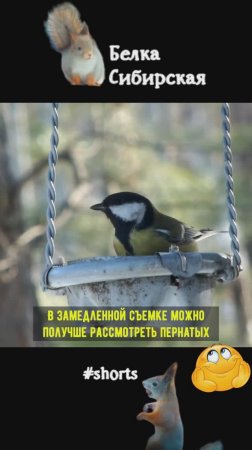 Синицы и дубонос замедленно