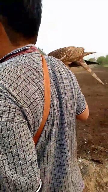 Hunting with goshawk #shikra #sparrowhawk#pakistaniwild смотреть онлайн