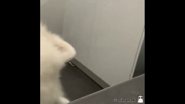 _Смешные_животные. ССЫЛКА В ОПИСАНИИ!