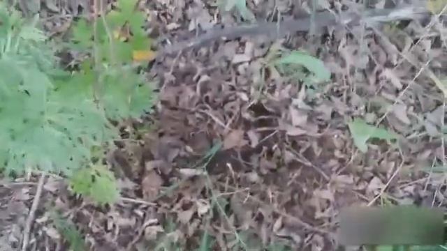 ПО СЛЕДАМ ЗВЕРЯ. Часть 2 смотреть онлайн